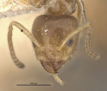 Media type: image;   Entomology 21345 Aspect: head frontal view